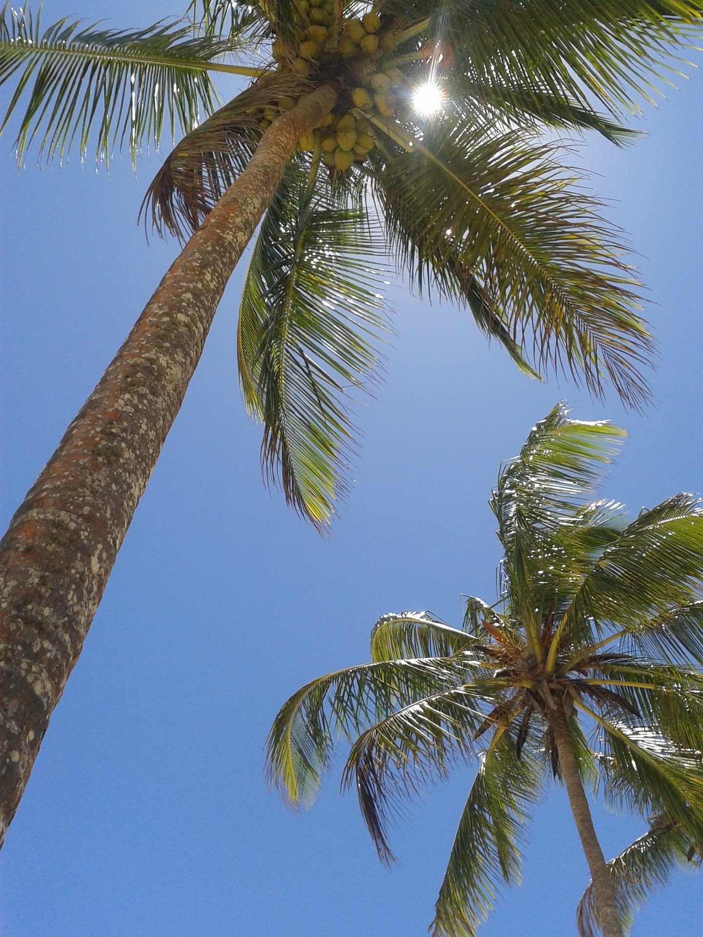 SOUS LES COCOTIERS